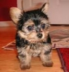 -teacup-Yorkie-puppy-for-free-home-adoption