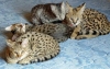 Championline Savannah kitten for sale