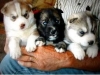 Good-Looking-Siberian-Husky-Puppies-For-Free-Adoption-rush-for-it-