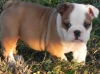 Healthy-Looking-English-Bulldog-puppies-available-for-re-homing