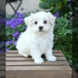 Maltese-Puppies-For-Rehoming