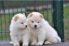 chow-chow-puppies-for-adoption-