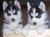 Charming-Siberian-Husky-Puppies-For-Adoption